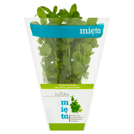 BAZIÓŁKA Mięta