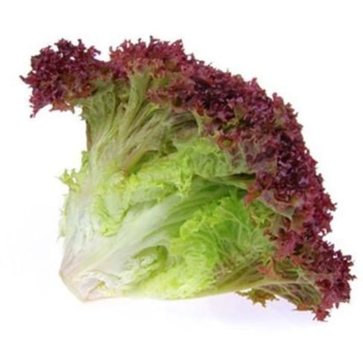 FRISCO FRESH Sałata karbowana czerwona